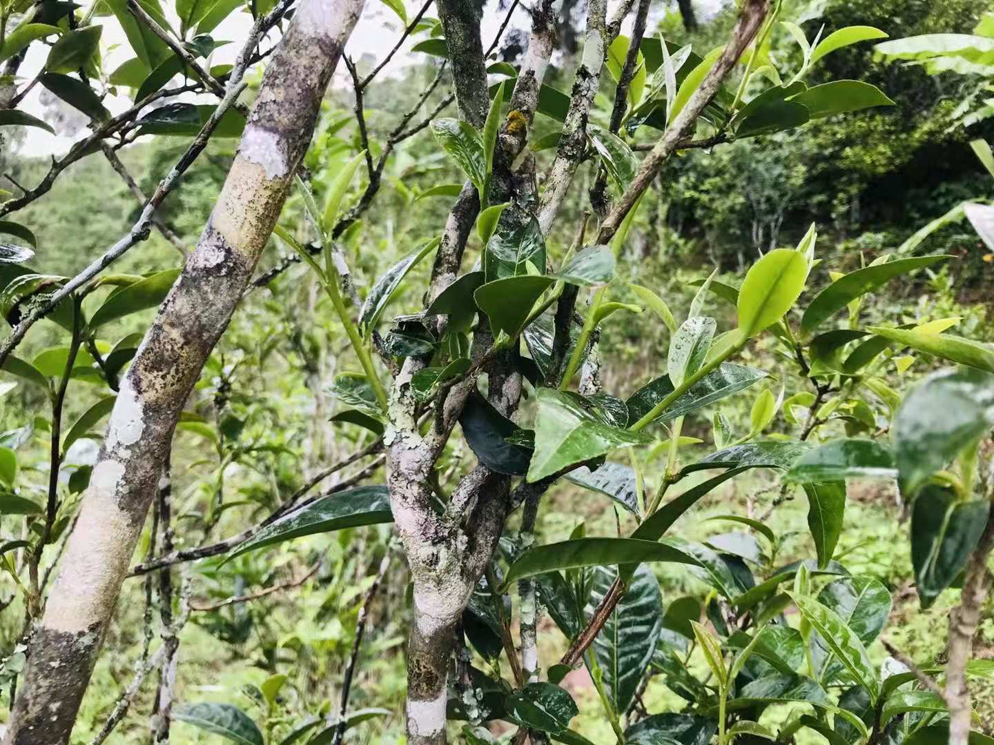 曼松普洱茶的特点