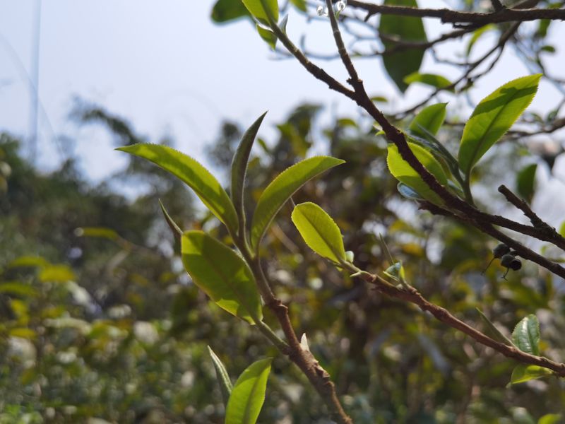 班盆老寨普洱茶口感怎么样