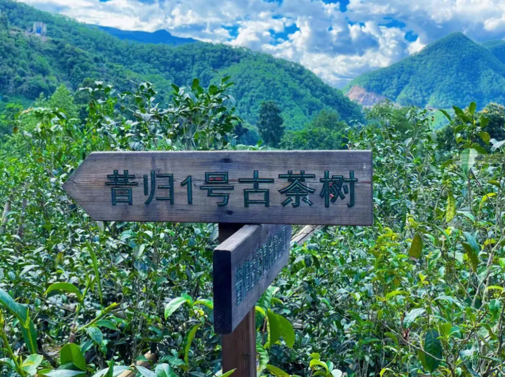 昔归普洱茶