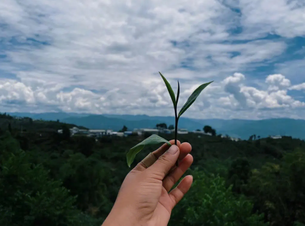 昔归普洱茶