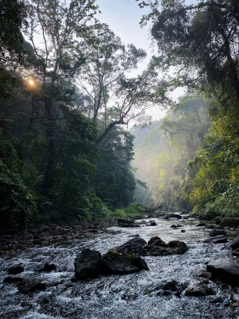 铜箐河古树茶特点