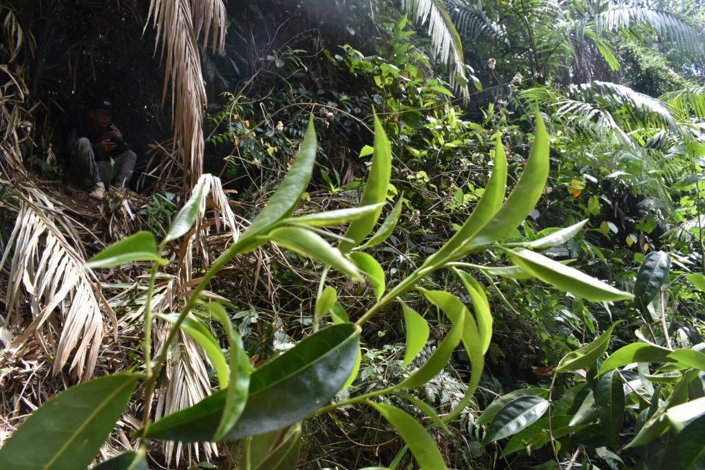 铜箐河古树茶特点