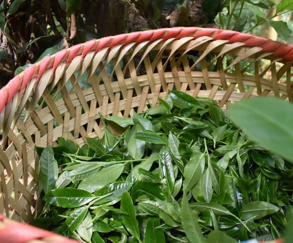 薄荷糖普洱茶多少钱