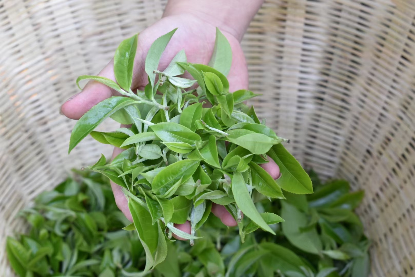 薄荷塘古树茶多少钱一斤