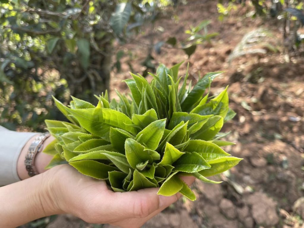 冰岛普洱茶的口感特点