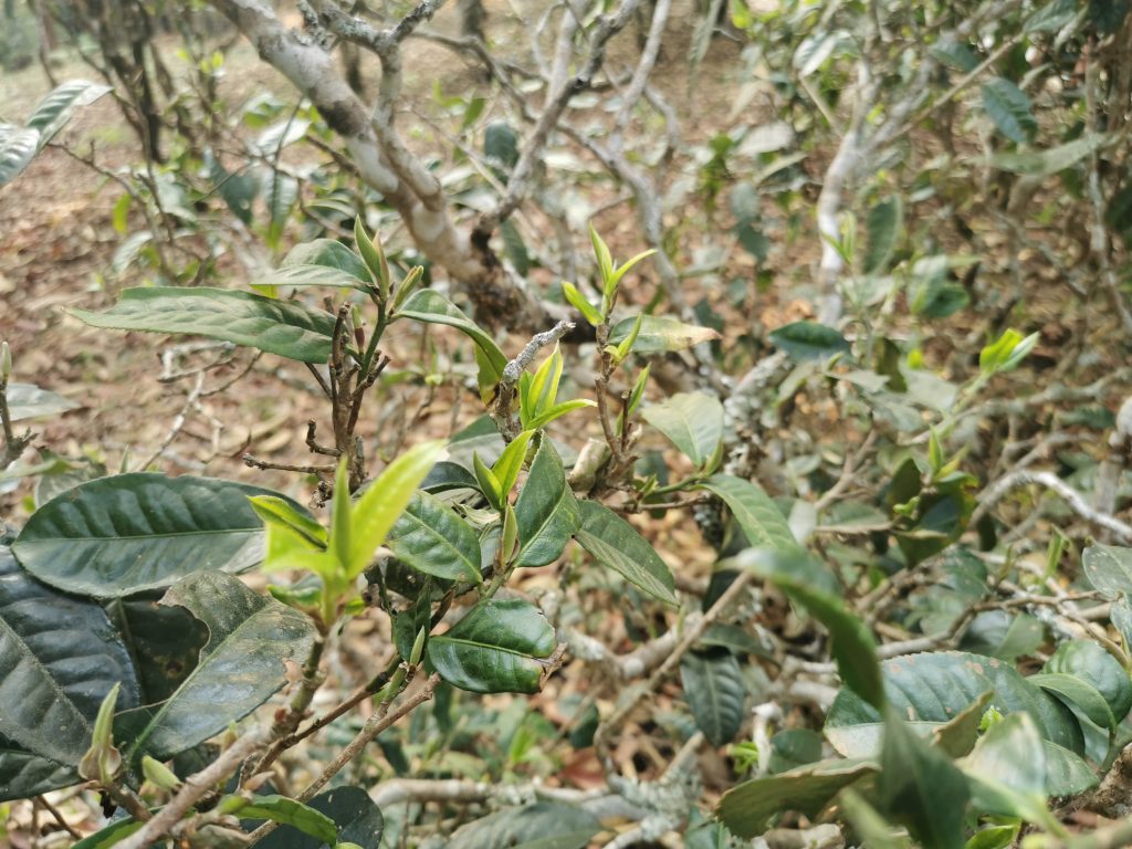 革登普洱茶