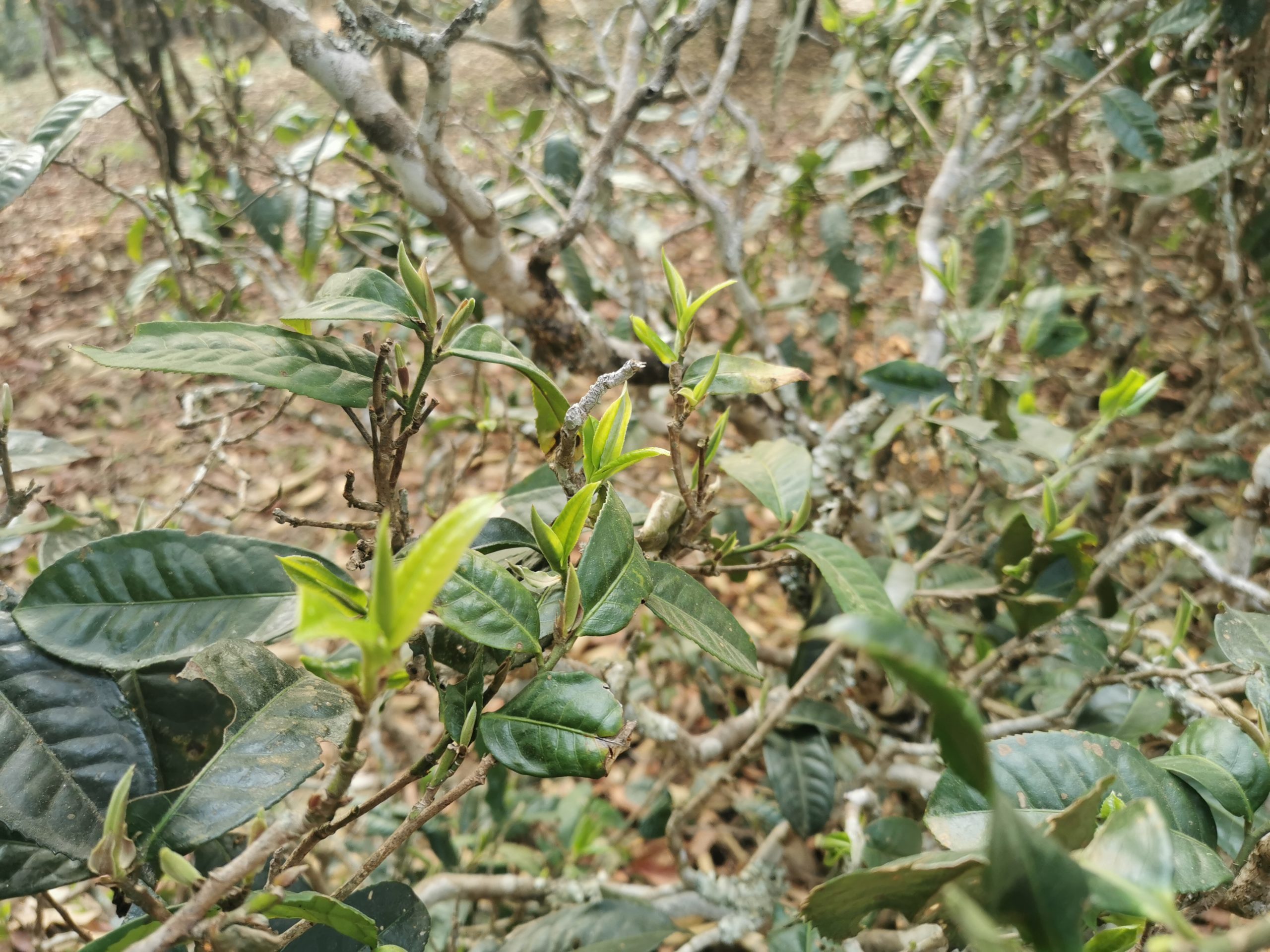 革登普洱茶