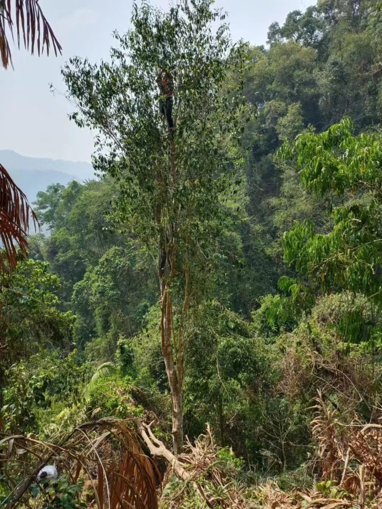 多依树古树茶在哪里