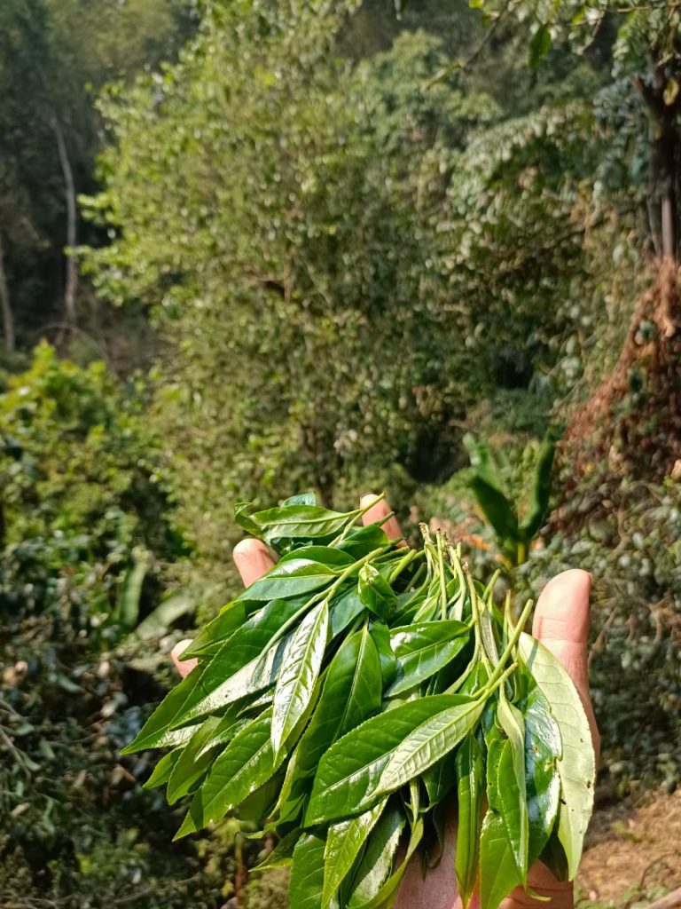 多依树古树茶在哪里