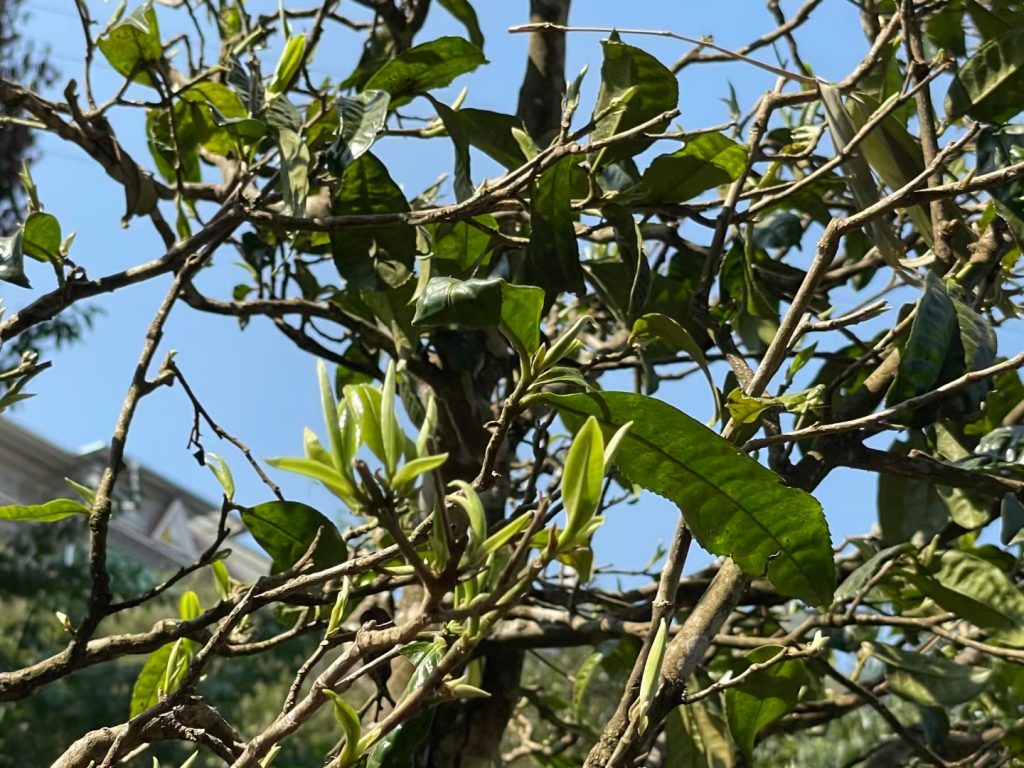 易武普洱茶特点