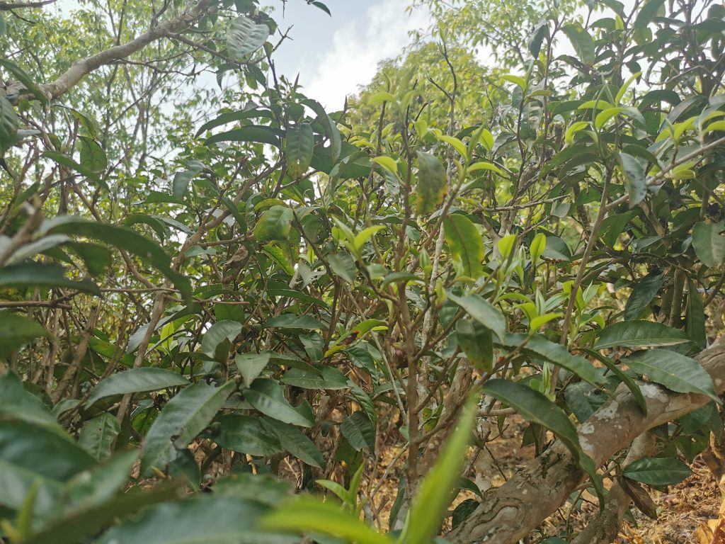 巴达山普洱茶