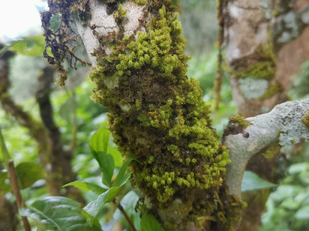 易武茶的口感特点