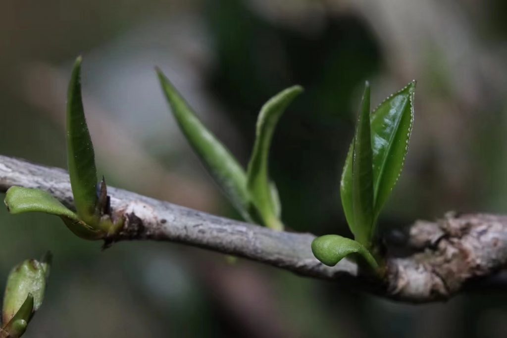 易武普洱茶特点