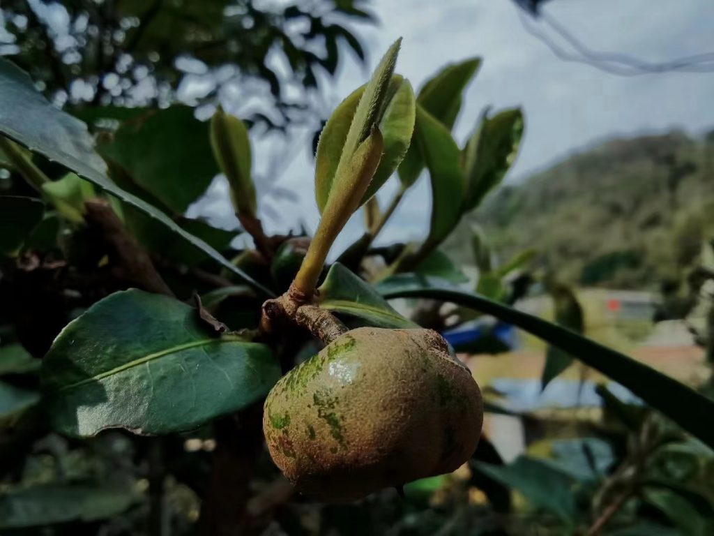 易武普洱茶特点