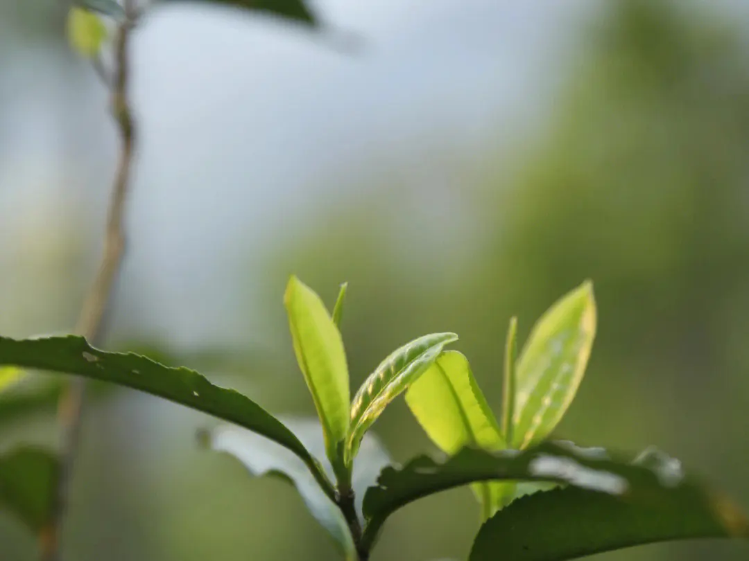 曼松古树茶是哪个茶区