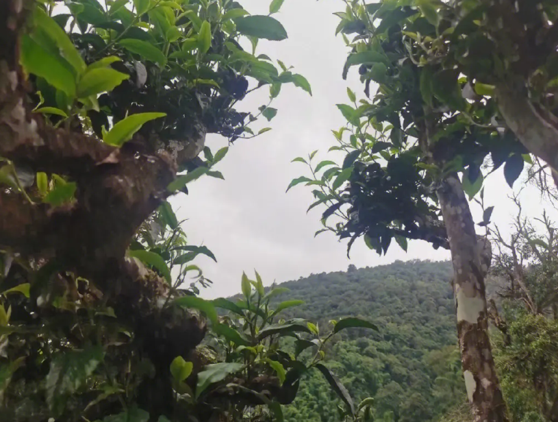 那卡古树茶特点