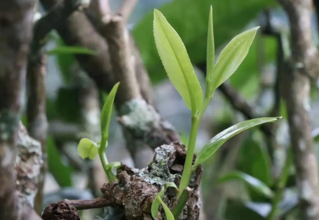 那卡古树茶地理位置