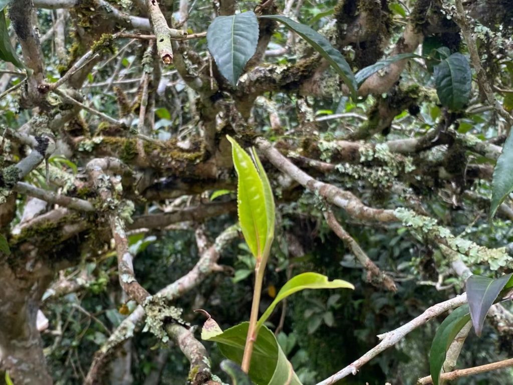 巴达山古树茶的特点