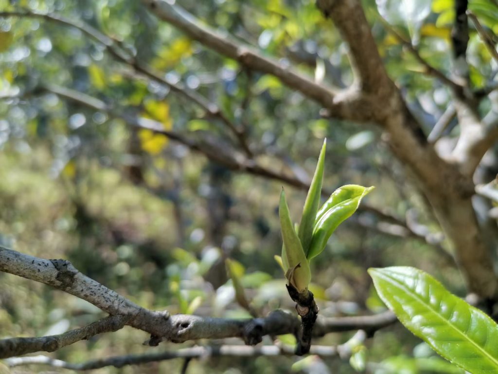 易武七村八寨，易武普洱茶特点