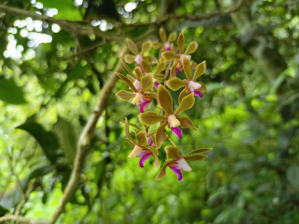 贺回村普洱茶特点简介