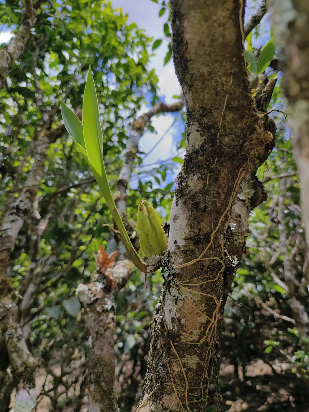 贺回村古树茶