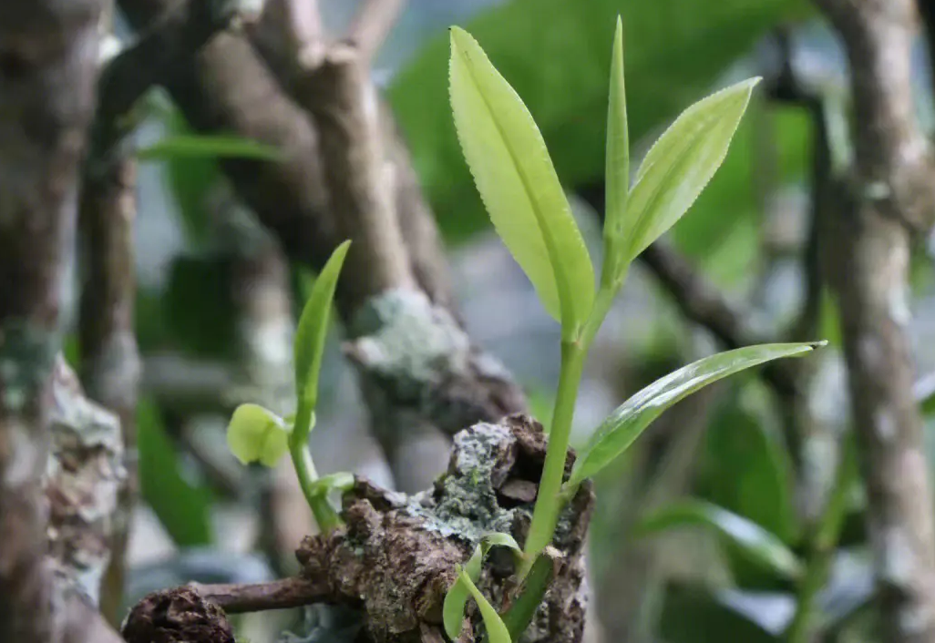 景迈大平掌古树茶特点