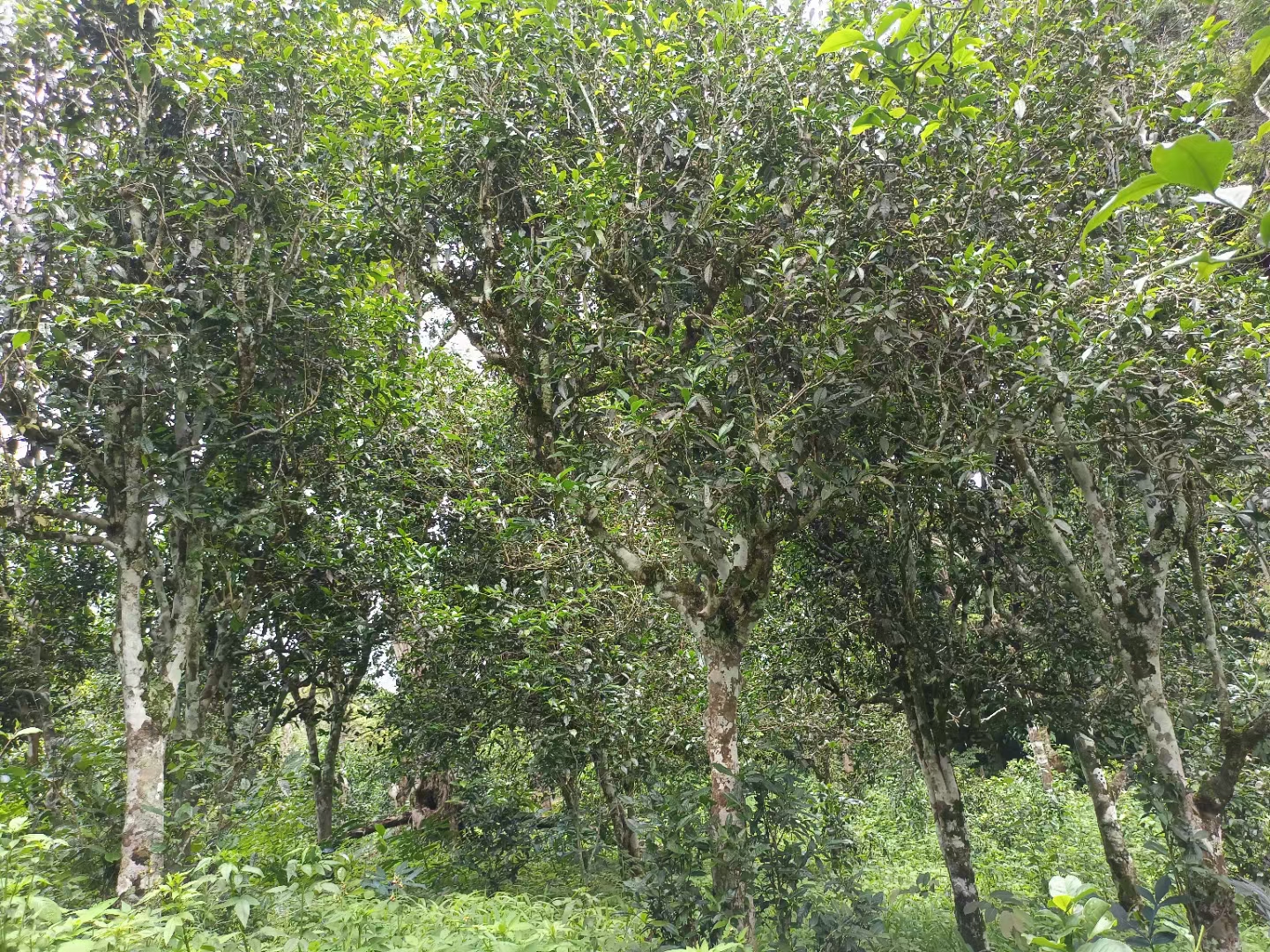 古树茶的滋味和口感一定比台地茶的好?