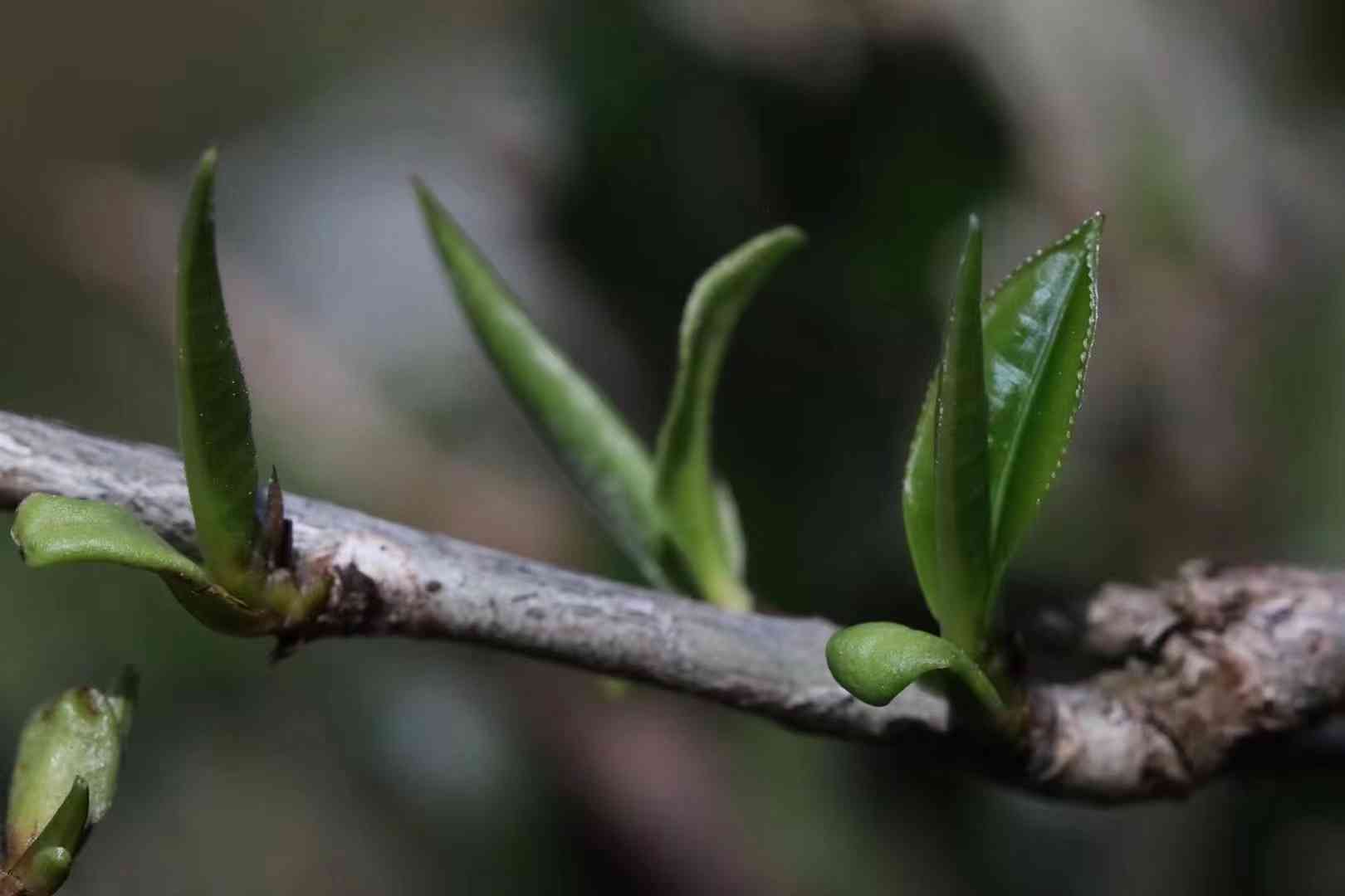 喝普洱茶喝什么？喝的是越陈越香，一山一味