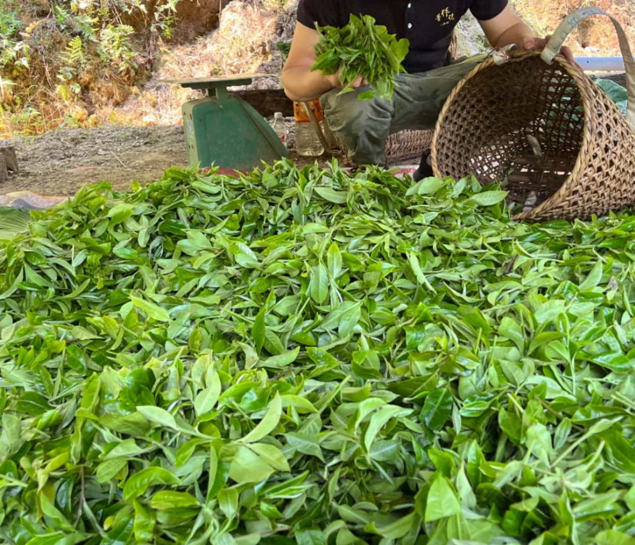 芽头多的普洱茶就是好茶？