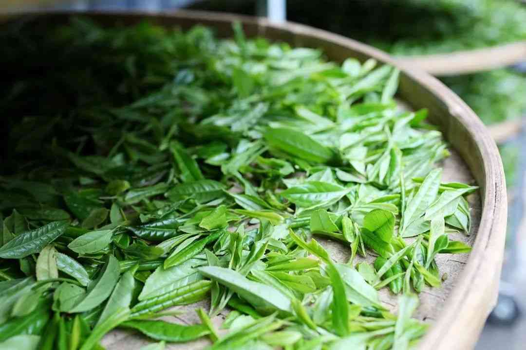 普洱春茶越早越好喝吗？2024年普洱春茶涨价吗？