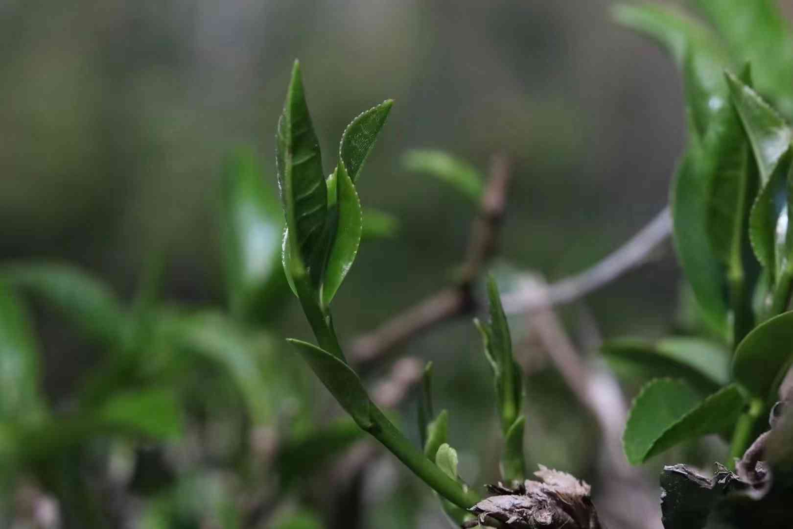 老班章古树春茶价格今年多少钱