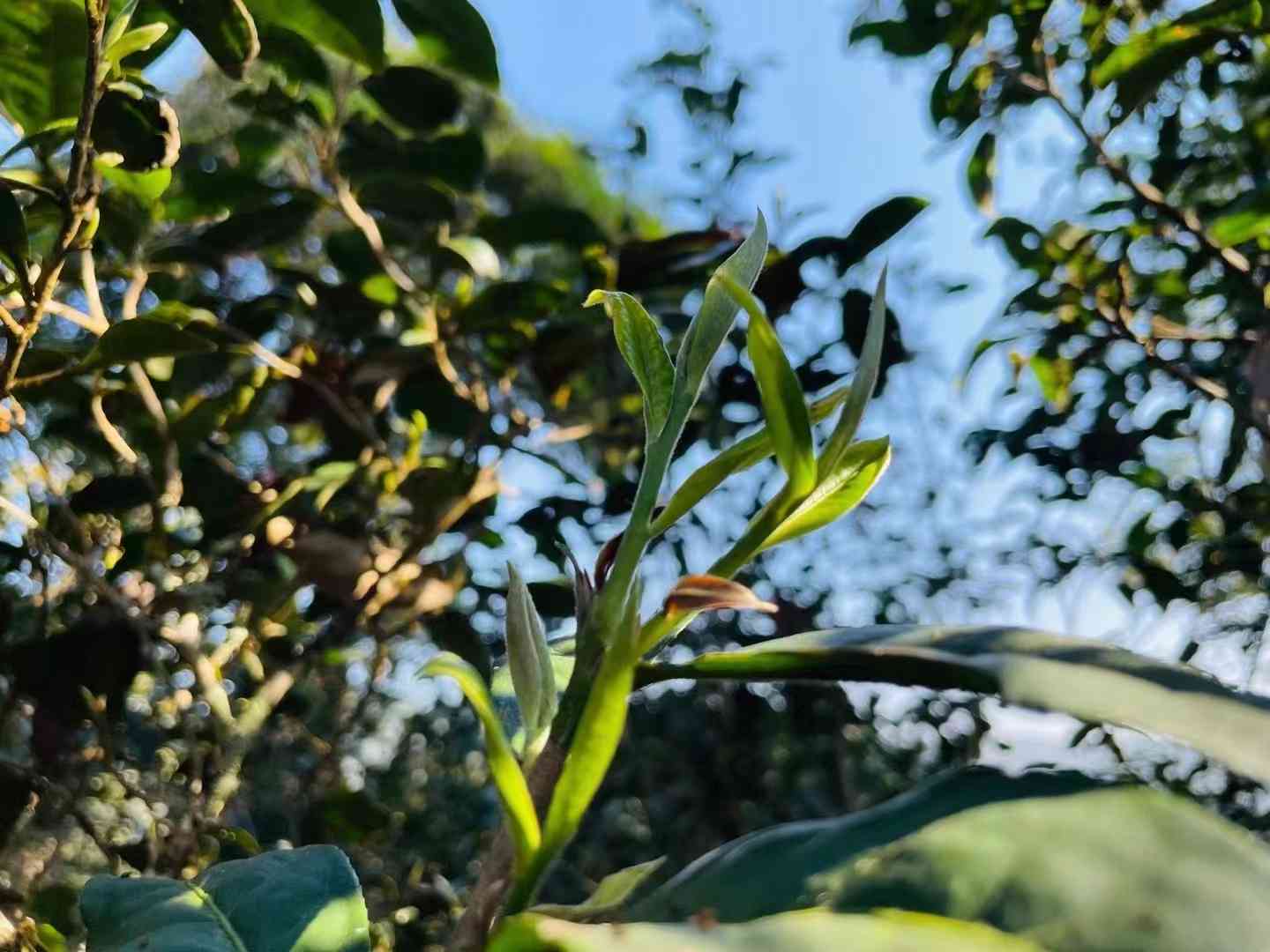 易武麻黑普洱茶特点及价格