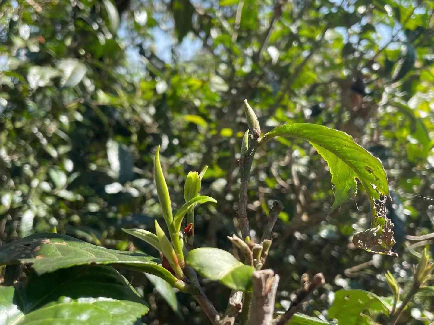 磨烈古树茶价格