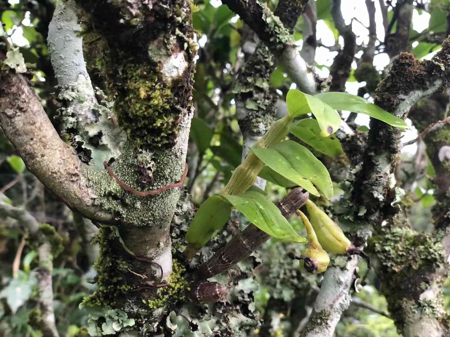 坝檬普洱茶口感特点