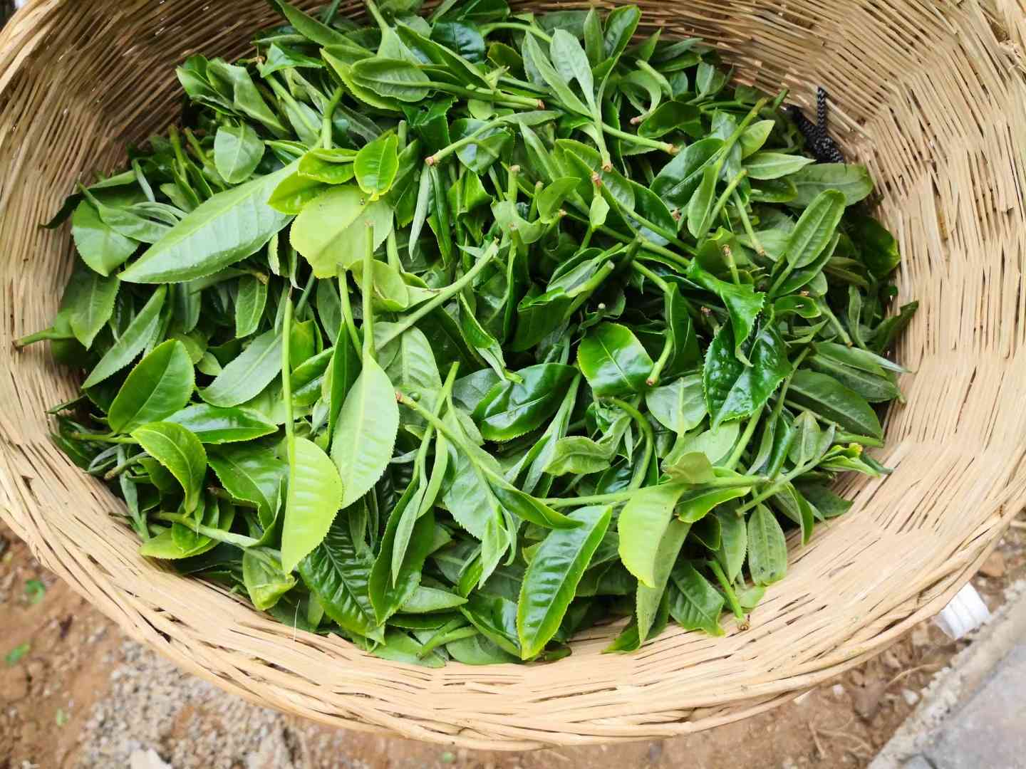 普洱茶困鹿山茶