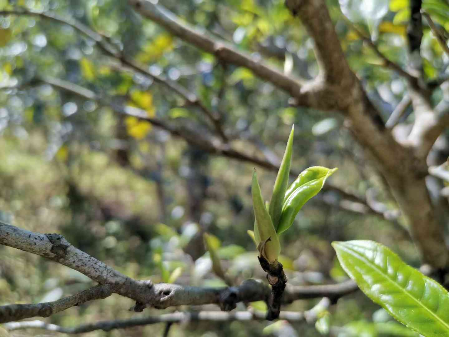 滑竹梁子普洱茶特点及价格