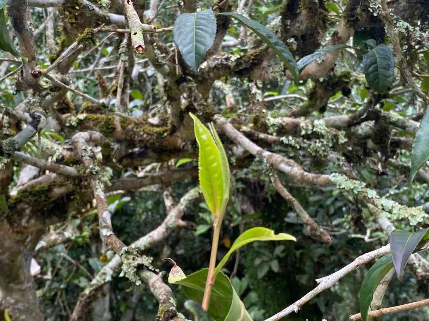 冰岛地界古树茶价格多少