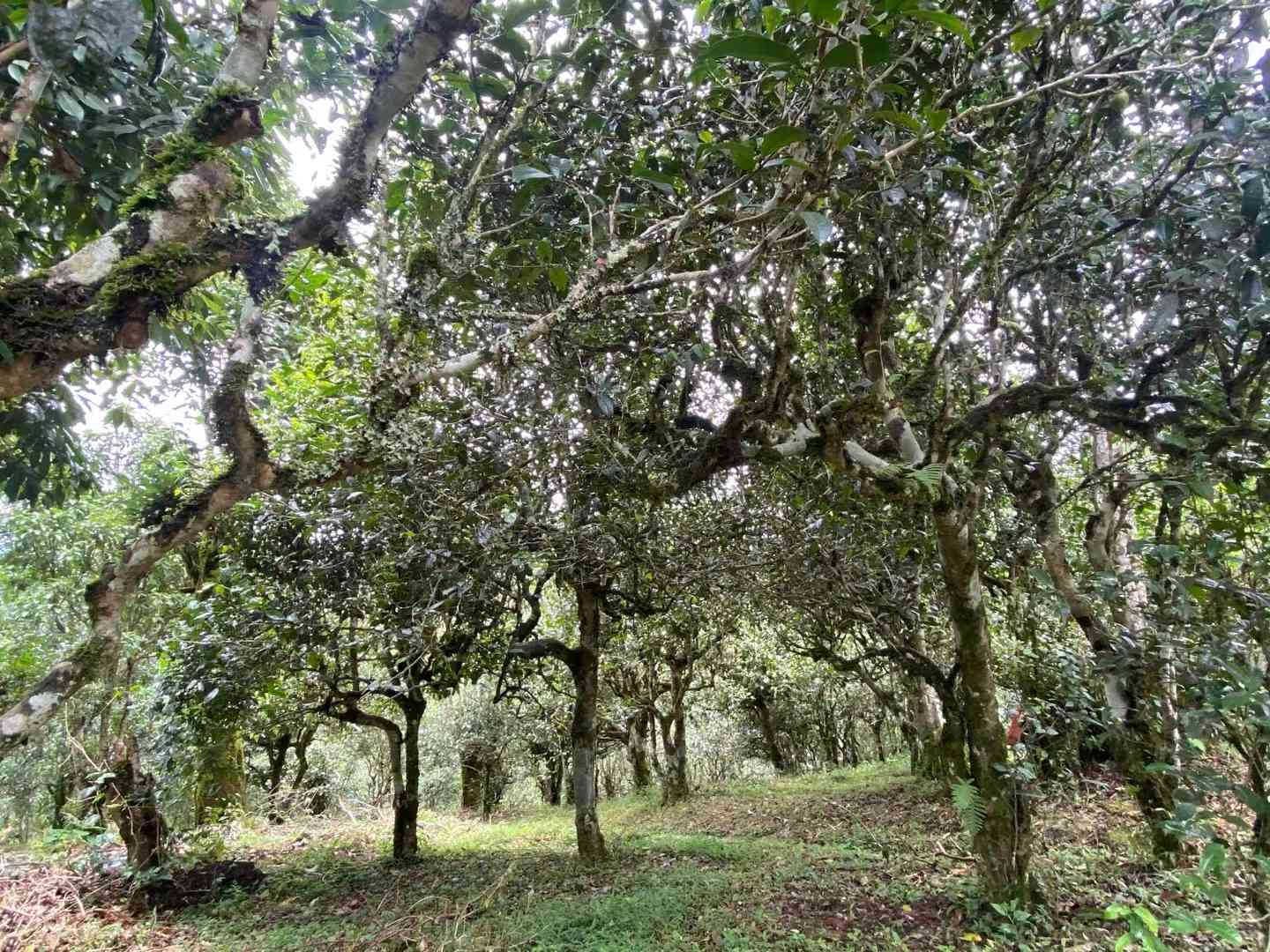 易武高杆古树