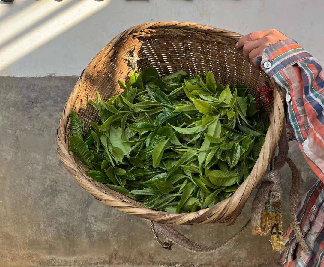 曼松背阴山普洱茶怎么样