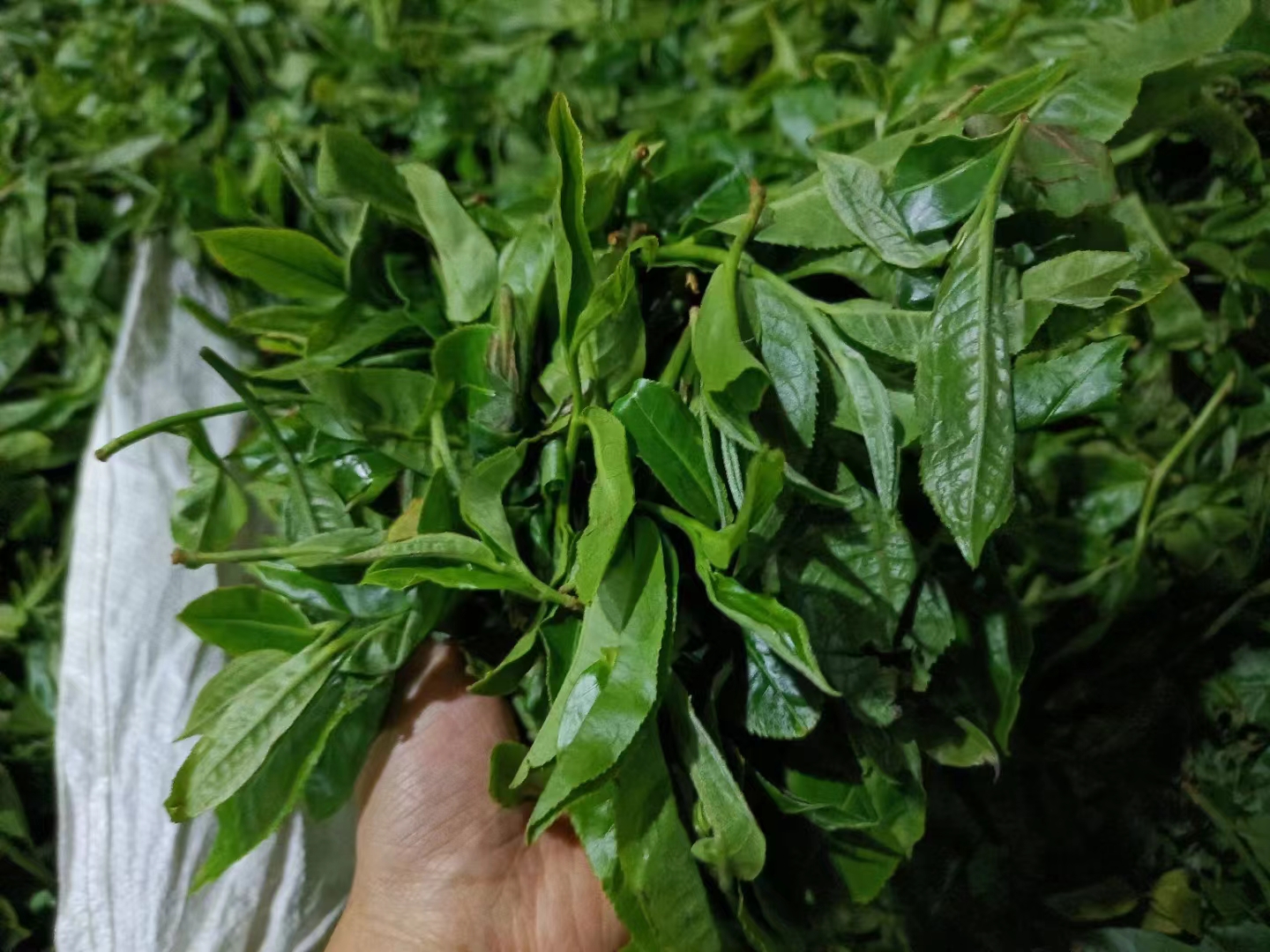 易武百花潭普洱茶口感特点