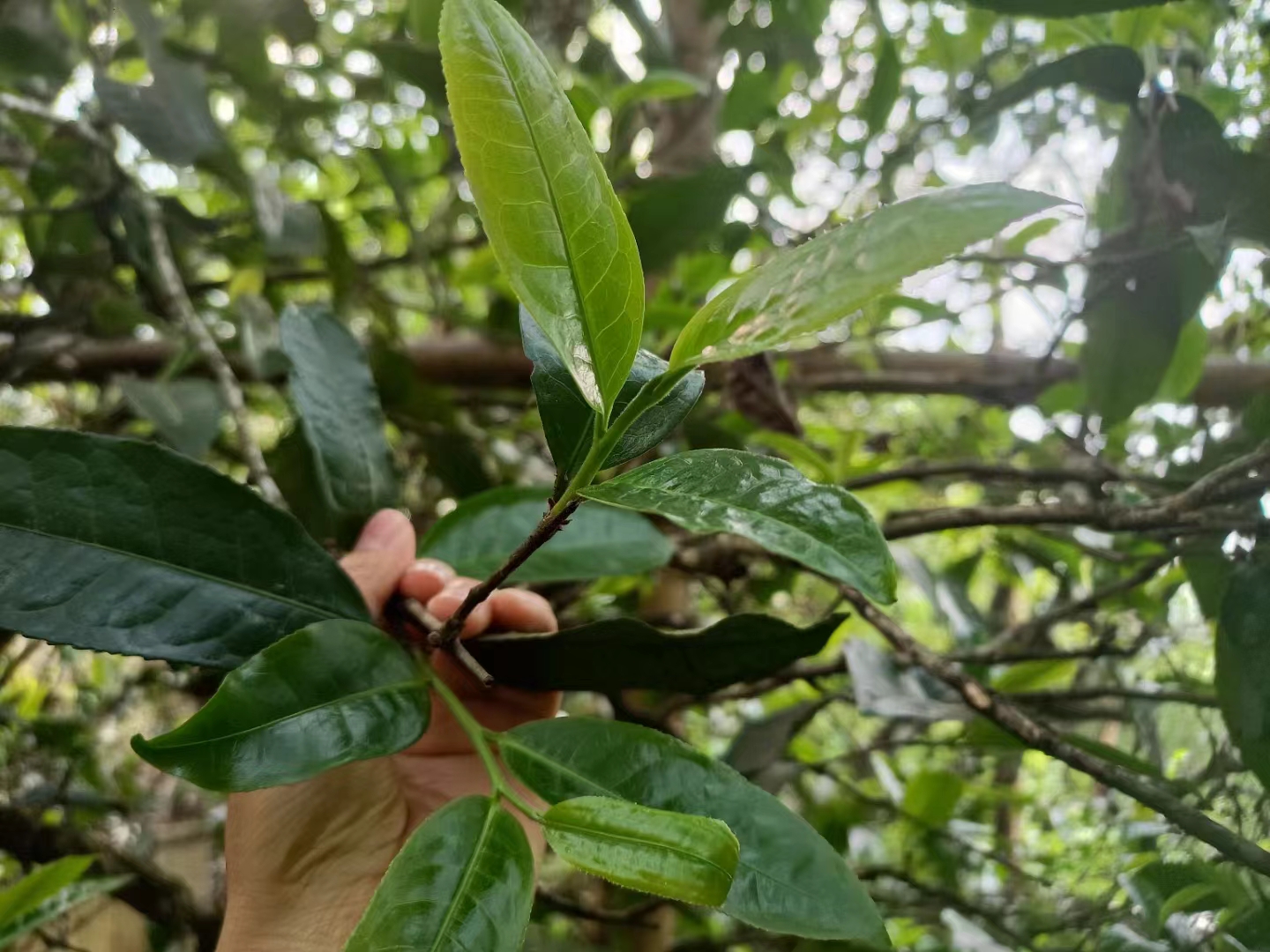 冰岛古树茶什么特点