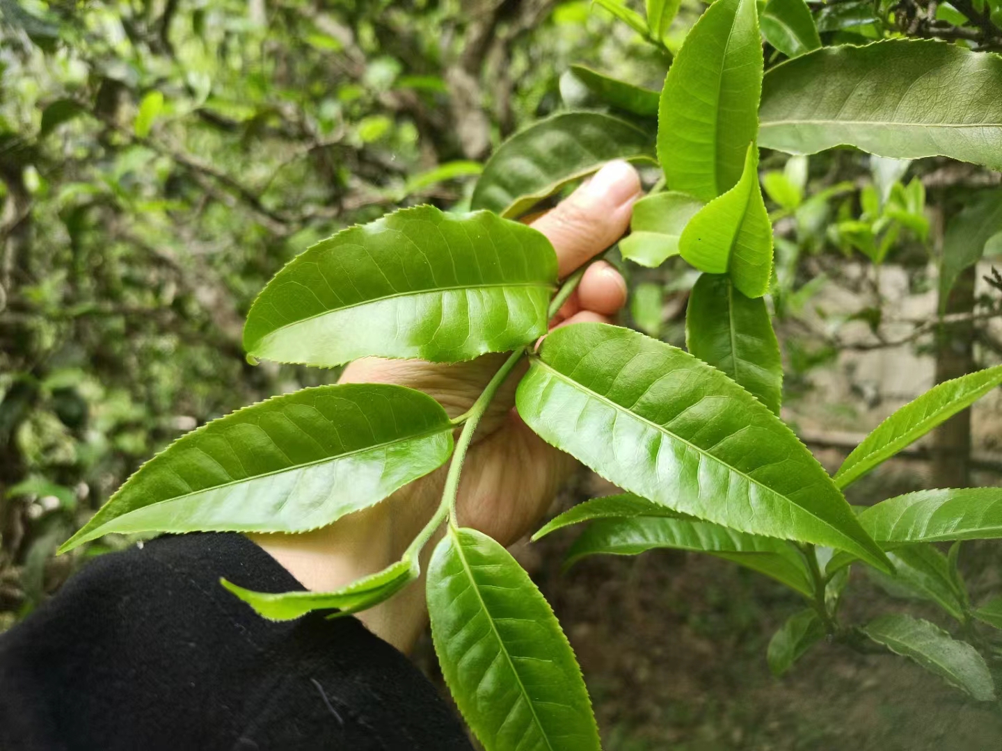 易武百花潭普洱茶口感特点