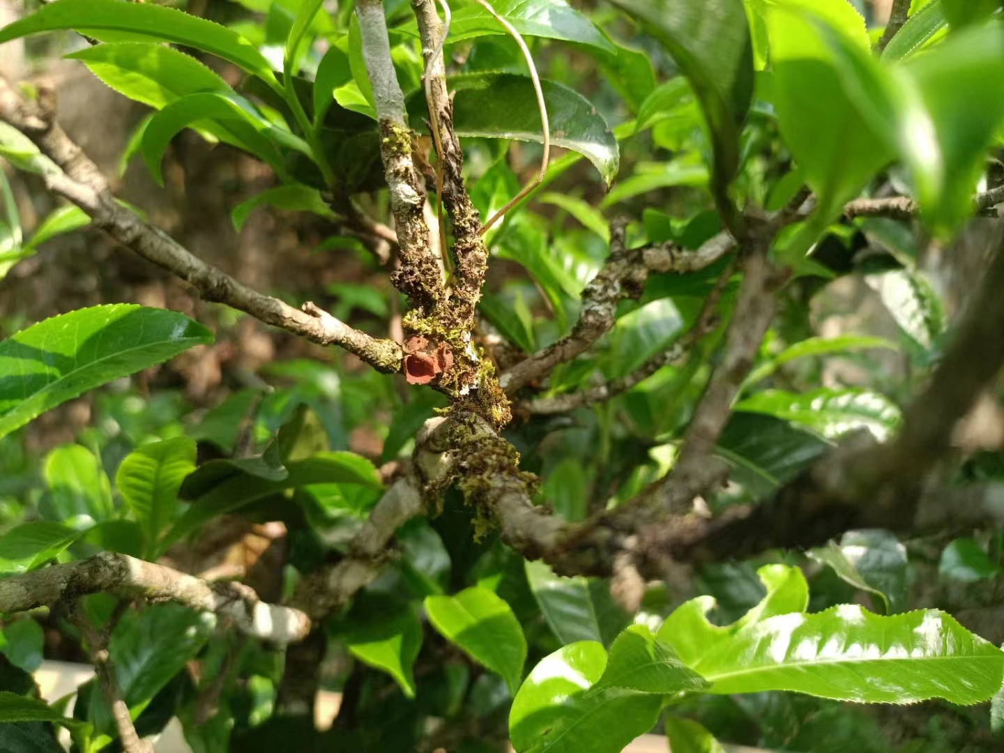 革登普洱茶特点及价格