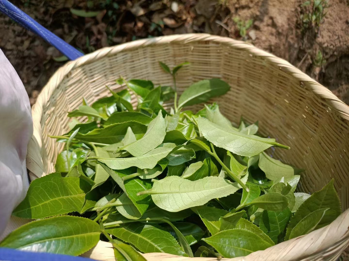 丙弄山古树茶特点