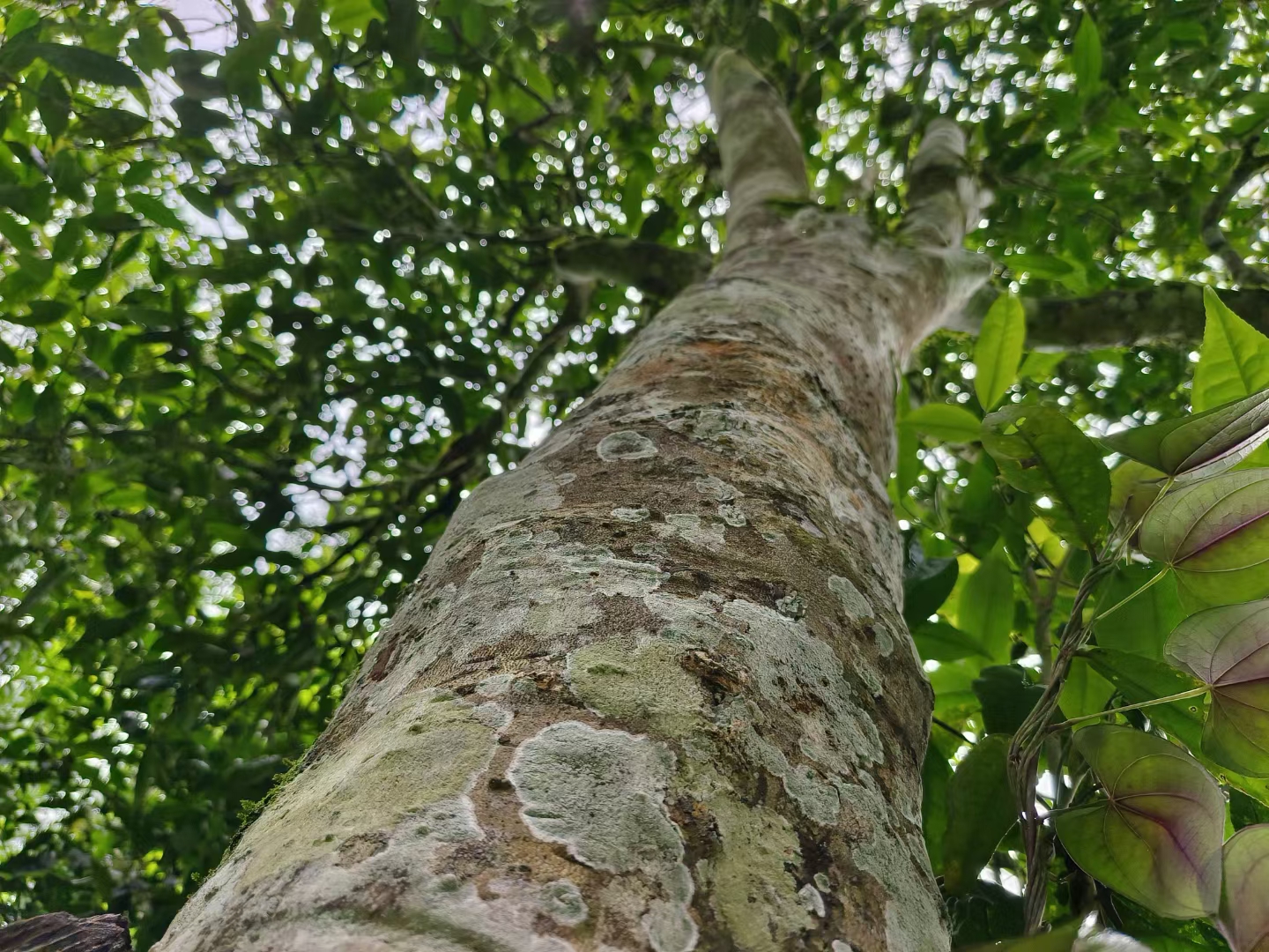 那罕古树茶的口感特点