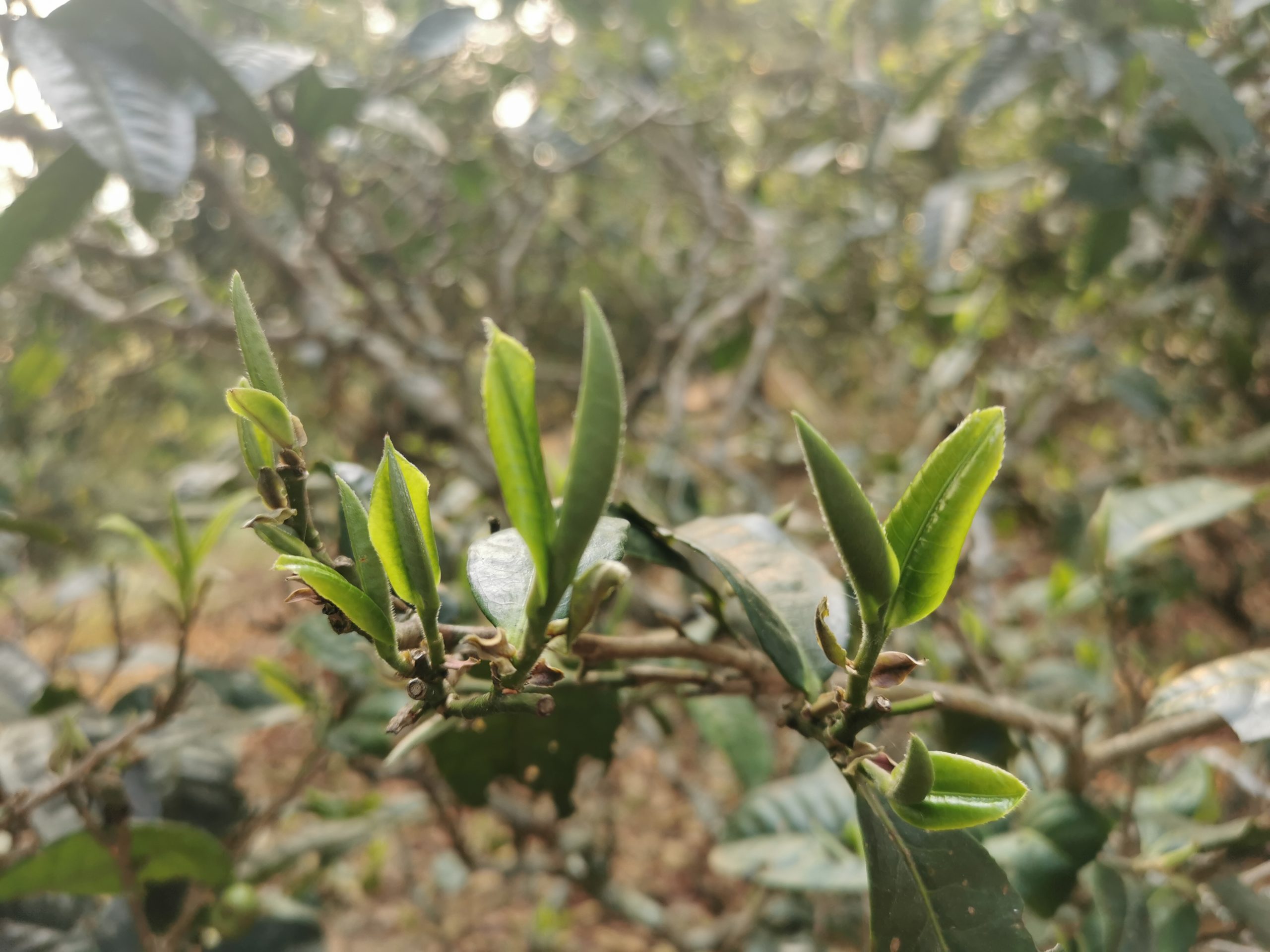 南糯山丫口老寨普洱茶，口感