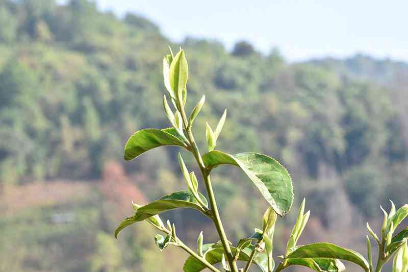 冰岛南迫古树茶价格