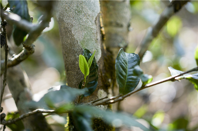 香椿林茶多少钱一斤？