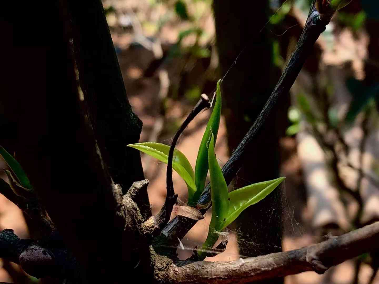 班盆古树茶什么价格？