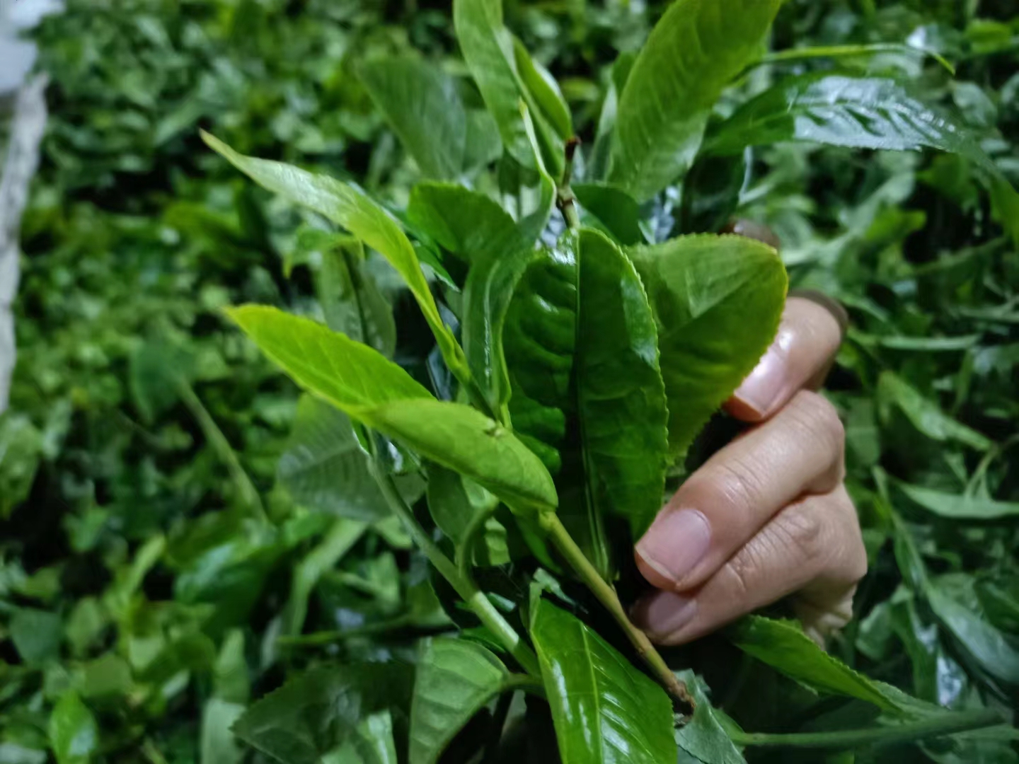 易武蟒蛇箐茶叶价格多少钱？